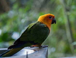 Close up view of parrot sitting on tree branch