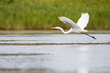 Great Egret in Flight over marsh