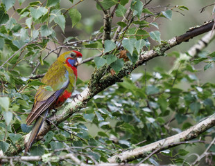 Close up view of parrot sitting on tree branch