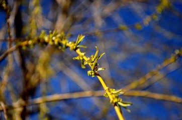 closeup of branches, young fresh green leaves and blossom of willow tree growing in field in spring sunny day on background of blue sky, wild plants
