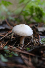 Little mushroom in the forest