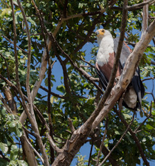 Close up view of eagle sitting on tree branch