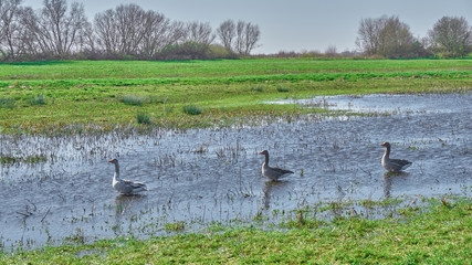 Wild geese on the field in the water in Netherlands 