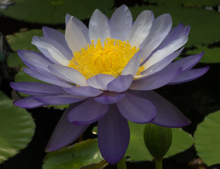 A beautiful purple lotus on green leaf background