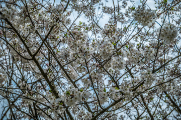 White flowering tree branches