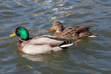 two ducks (female and male) on the water