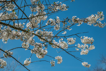White flowering tree branches