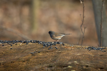 Dark-eyed junco on natural feeder in backyard