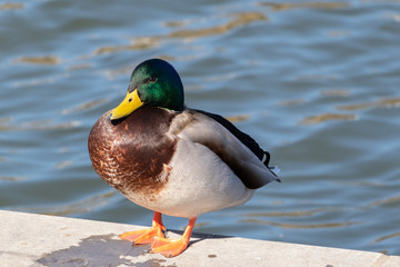 duck (drake) on а river embankment