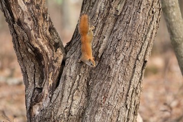 The American red squirrel is smaller size North American tree squirrels.