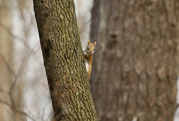 The American red squirrel is smaller size North American tree squirrels.