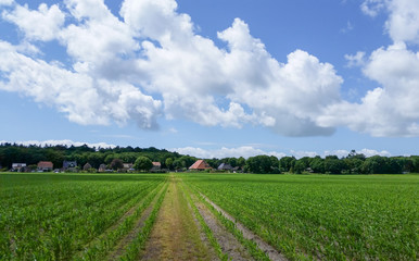 Fototapeta na wymiar rural landscape with a field and sky