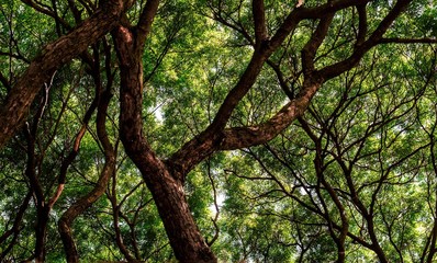 Obraz premium Árvores e galhos, folhas verdes