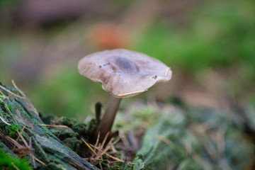 mushroom in the forest