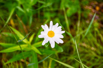 daisy in the grass