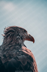 Proud eagle at the zoo.