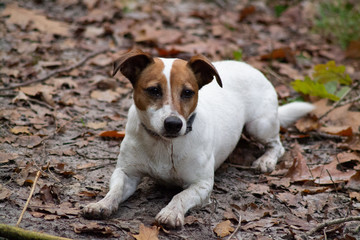 jack russell terrier