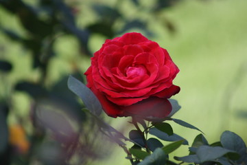 red rose in green background