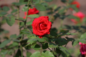 red roses