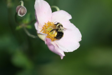 bee in flower III