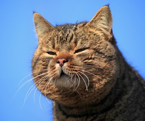 Сhinese cat. Fat, narrow-eyed сat with thick cheeks and dense wool is sitting on the fence. A...