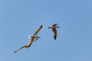 seagull flying in the sky