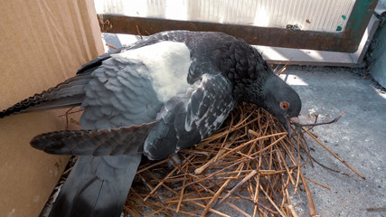 Male pigeon take care about his feathers during sitting on the nest on the balcony.