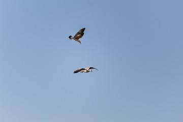 Obraz premium bird in flight