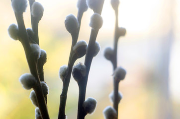 abstract background with willow branches, branches of willow, springtime Easter holiday © Oleg