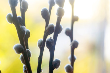 abstract background with willow branches, branches of willow, springtime Easter holiday © Oleg