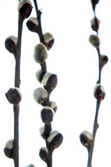  willow branches, spring, willow twig, pussy-willow twigs isolated on white © Oleg
