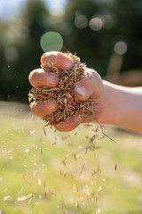 Grains of grass in a child's hand