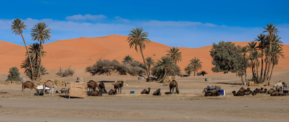 Rastplatz für Kamele in Erg Chebbi, Marokko, Panorama
