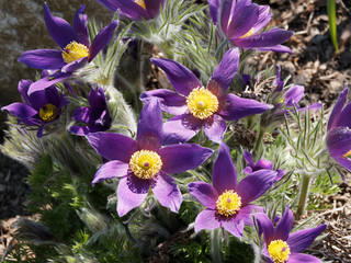 European or common pasque-flower (Pulsatilla vulgaris grandis) Violet bell-shaped flowers many stamens, yellow anthers and silver-grey and hairy finely-dissected leaves