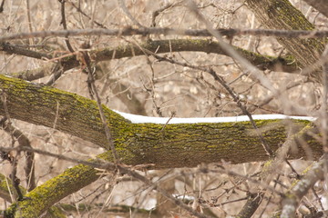 Obraz premium last of snow