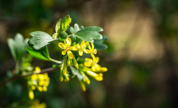 Ribes aureum flower blooming. Soft selective focus of yellow flowers golden currant, clove currant, pruterberry and buffalo currant on garden green background. Place for your text