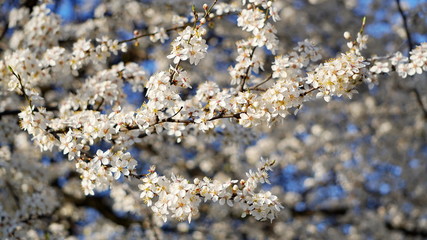 Flowering of fruit-bearing trees in spring. White Apple or cherry blossoms on a blue sky. floral background of branches with flowers. flowering plant in family Rosaceae, subgenus Cerasus. copy space