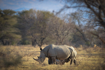 rhino © Ignus