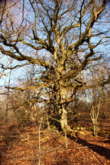 Fototapeta na wymiar big beech with mighty branches in the Sababurg primeval forest