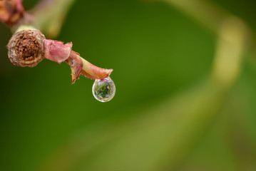 close up of a water droplet on a plant