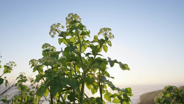 Close-up of a Cornish plant on South-West Coastal Path as sun sets in background.
(Shot on Arri Alexa Mini LF)