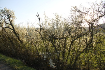 Mirabelle plum trees orchard white flowers