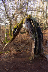 Mystically grown and partially hollowed out oak in the Sababurg primeval forest