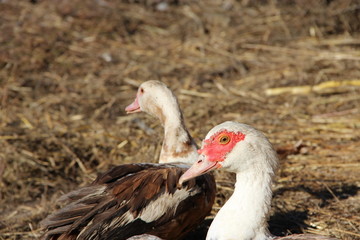 Muscovy ducks have a reast in poultry. Duck friendship