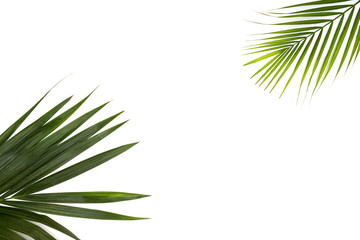 Fototapeta premium Frame for text from green palm leaf branches on a white background. Minimal style, top view, flatlay, copy space.