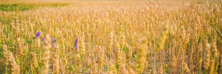 Ripe golden wheat ears under blue sky on sunny day, close up