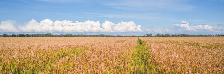 wide field of ripe wheat on a sunny day