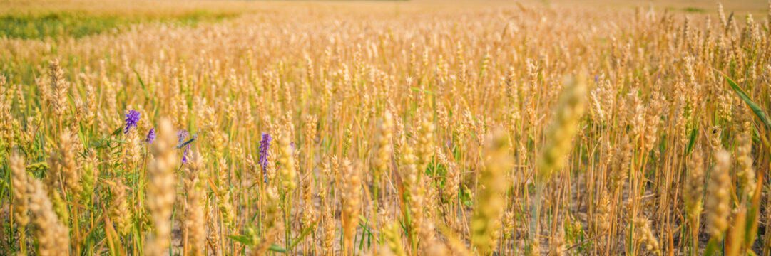 Ripe golden wheat ears under blue sky on sunny day, close up © Dmitriy Popov