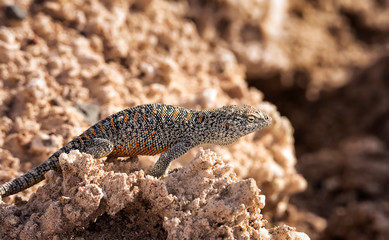 Andean Lizard on the salty sand in Atacama Desert, impressive fauna living in the driest desert environment in the world, Chile