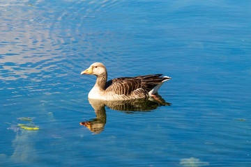 duck on the water